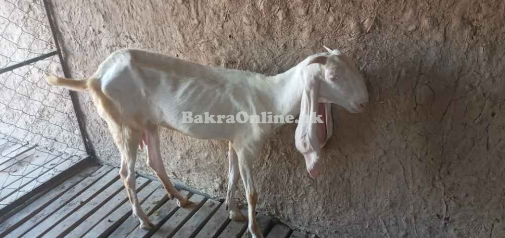 Rajanpuri bakri