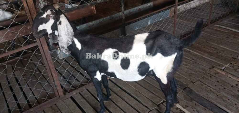 Rajanpuri bakri