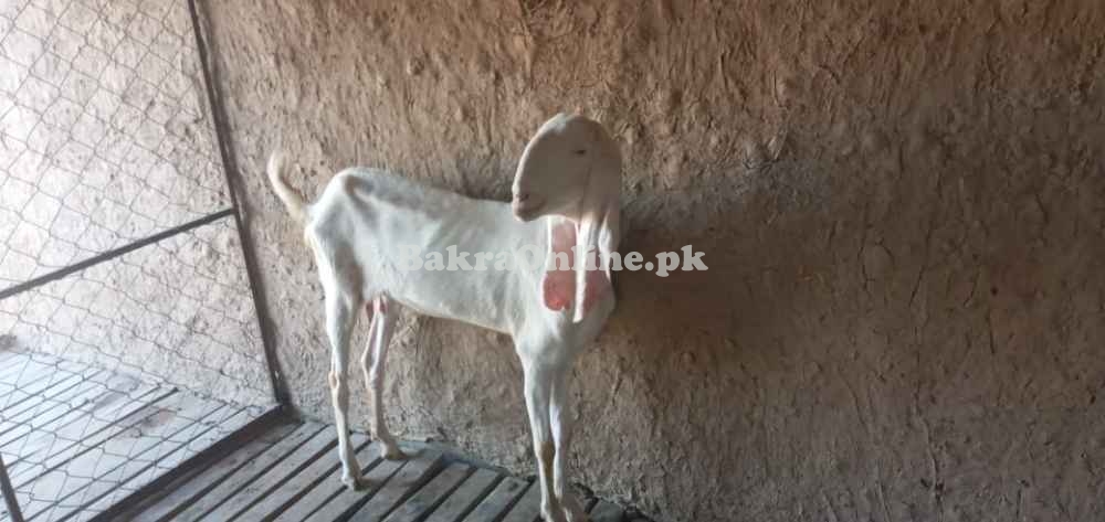 Rajanpuri bakri