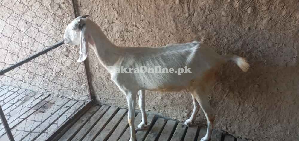 rajanpuri bakri