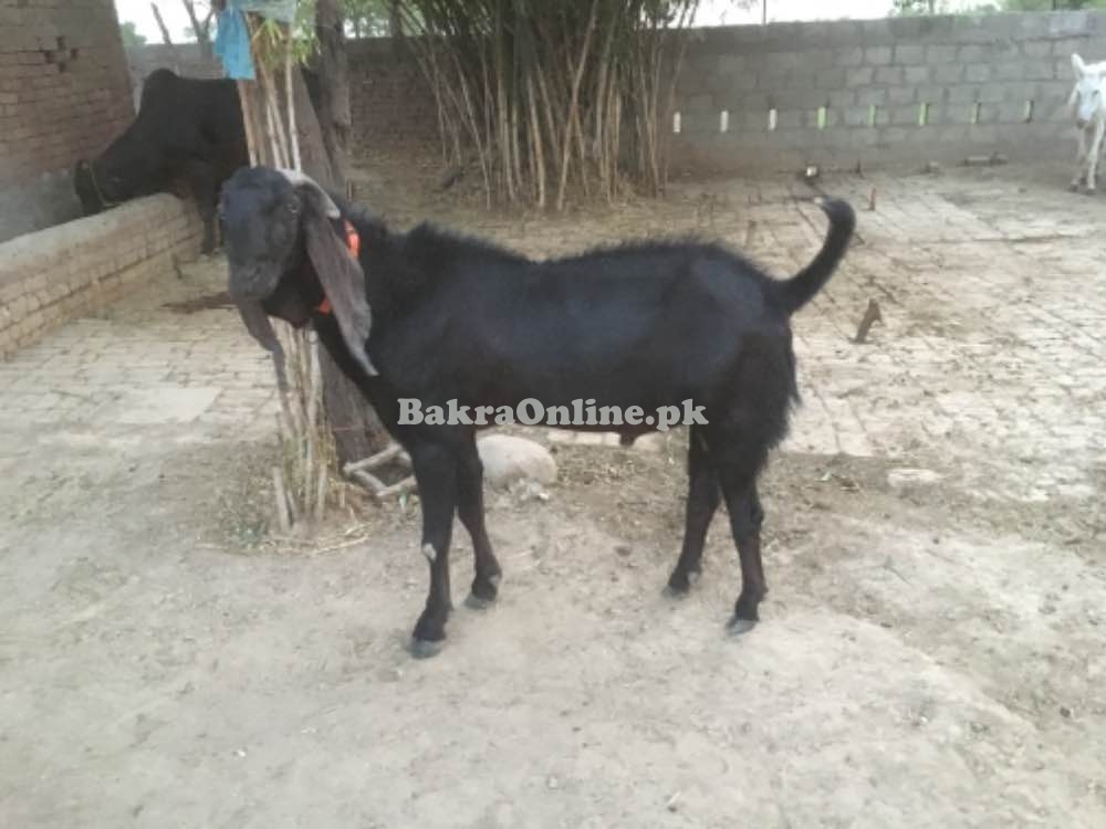 Bakra for breeder and Qurbani