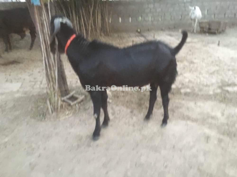 Bakra for breeder and Qurbani