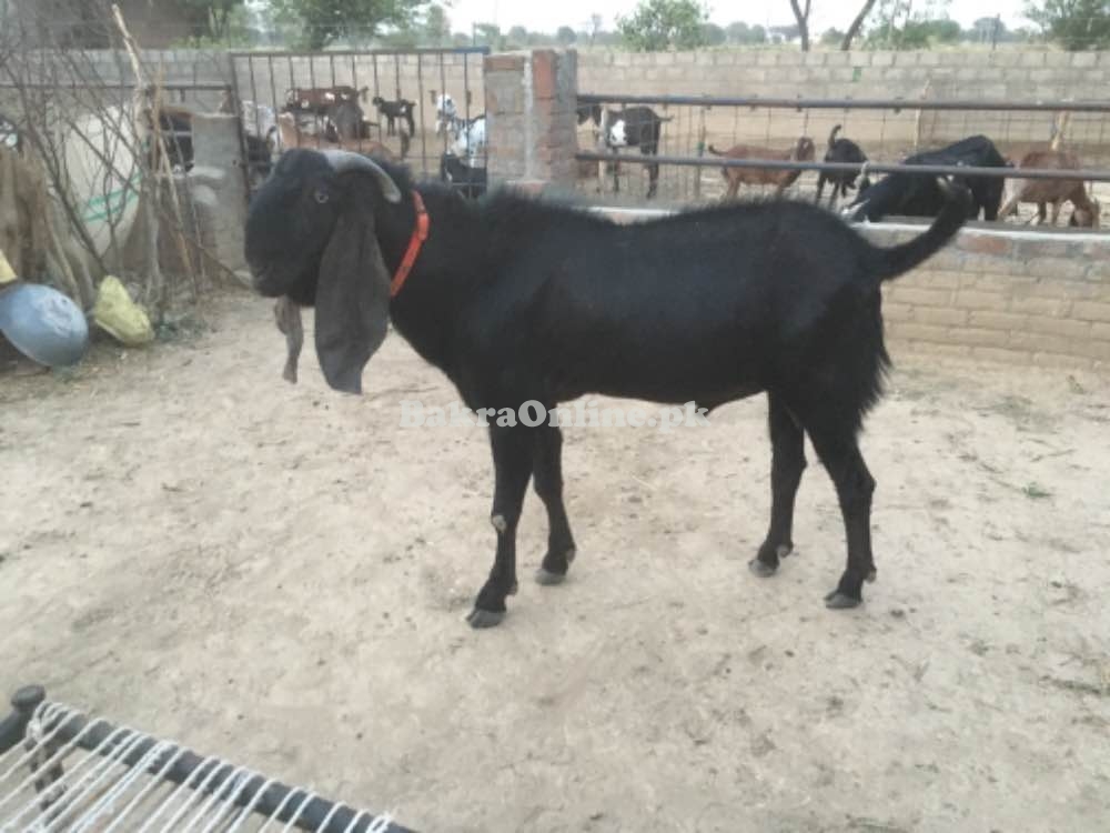 Bakra for breeder and Qurbani