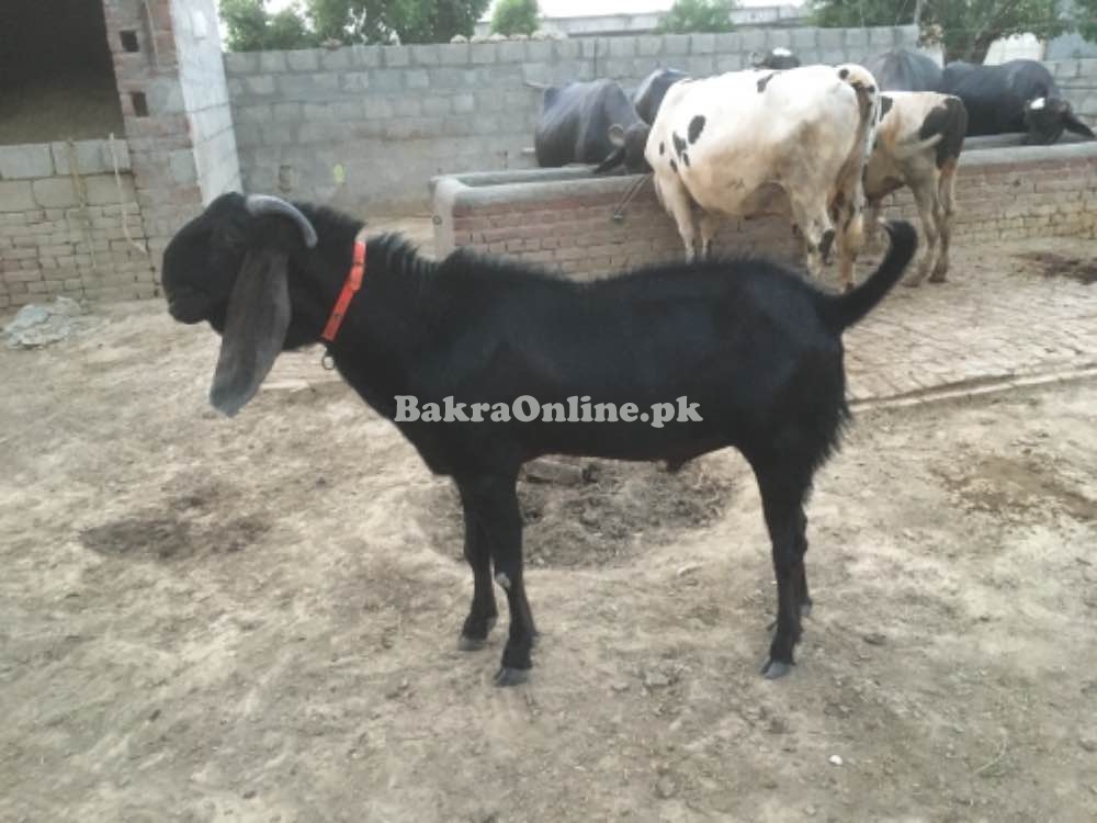 Bakra for breeder and Qurbani