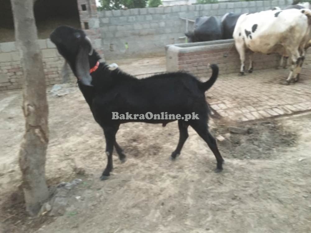 Bakra for breeder and Qurbani