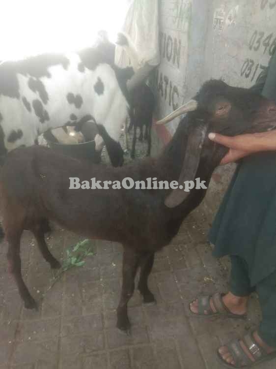 40 KG Bakral for Sale Beautiful goat