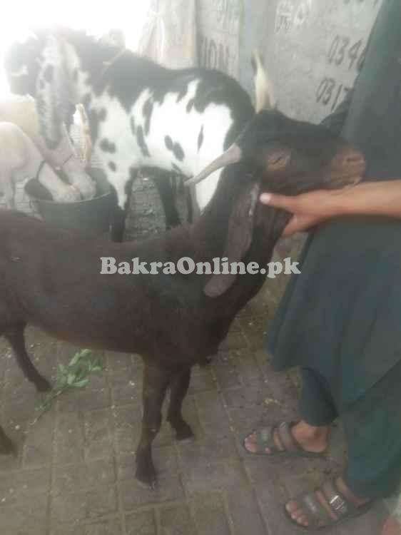 40 KG Bakral for Sale Beautiful goat