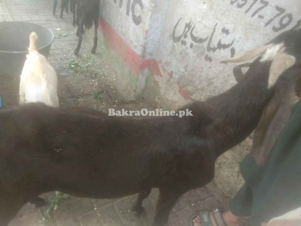 40 KG Bakral for Sale Beautiful goat