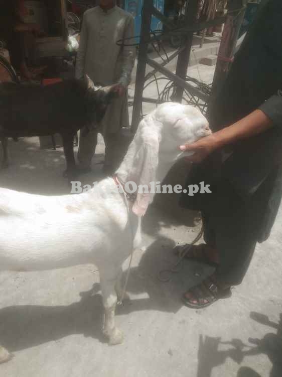 Sasta Bakra sale for Eid ul Azha 2024