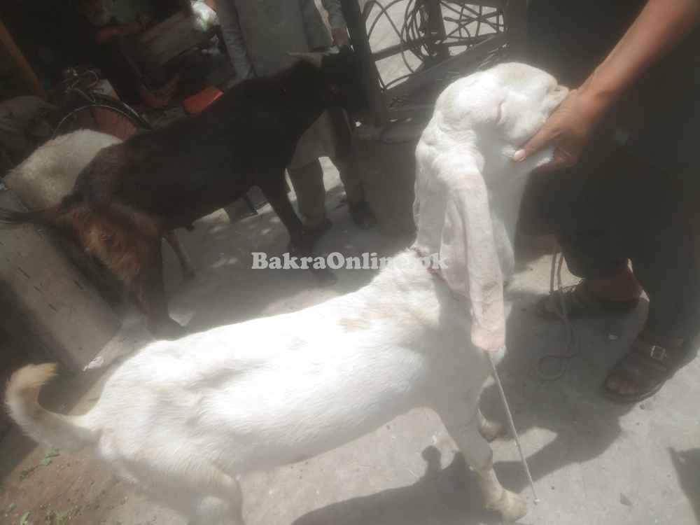 Sasta Bakra sale for Eid ul Azha 2024