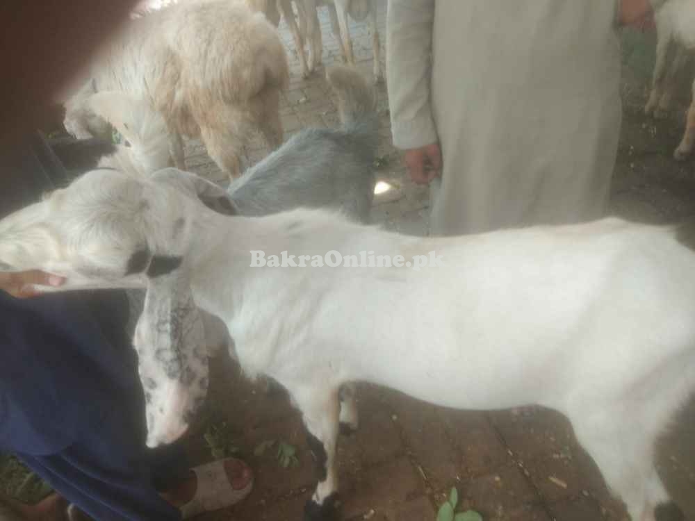 Sasta Bakra sale for Eid ul Azha 2024