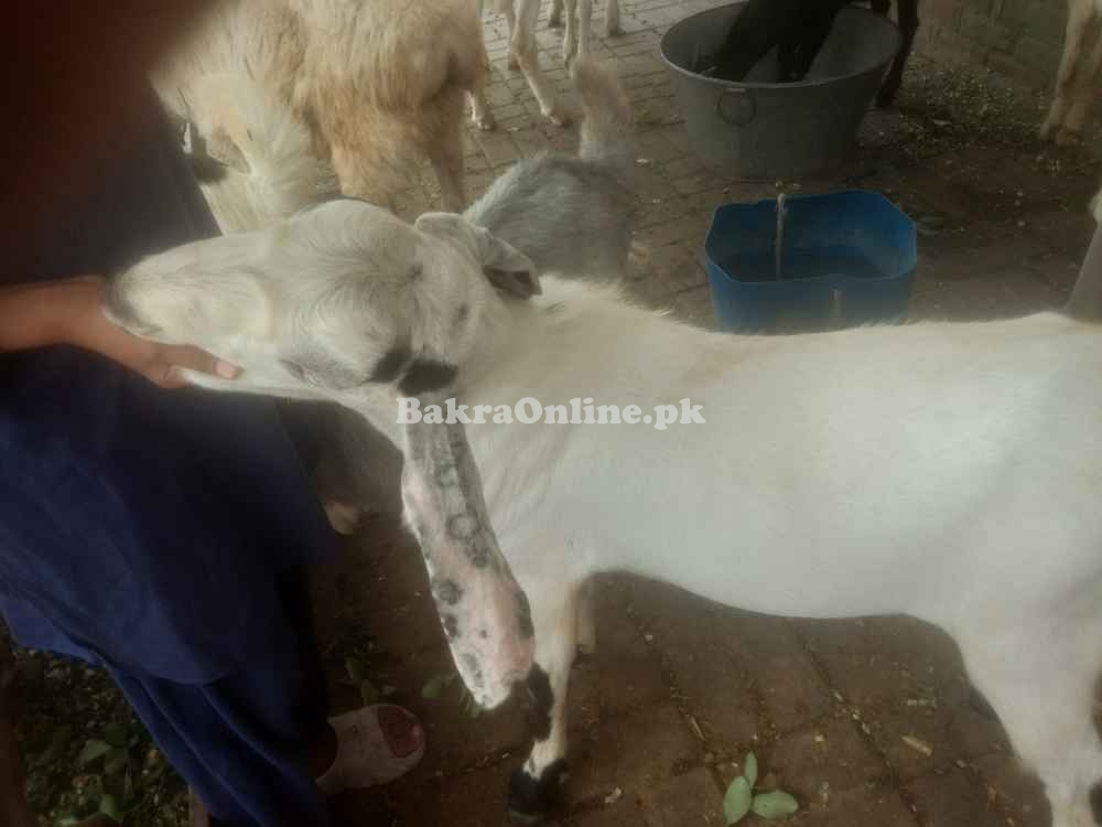 Sasta Bakra sale for Eid ul Azha 2024