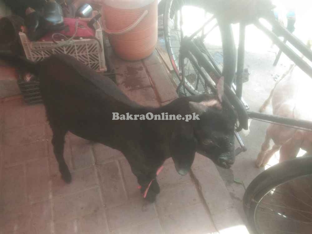 Black Sadqa Bakra for Sale Islamabad Rawalpindi