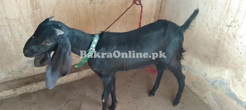 Teddy Alpine Bakra for Sale for Eid ul Azha in Islamabad