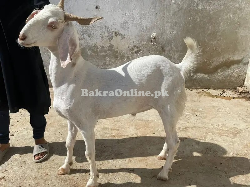 Beautiful White Khassi Bakra for Eid ul Azha 2024