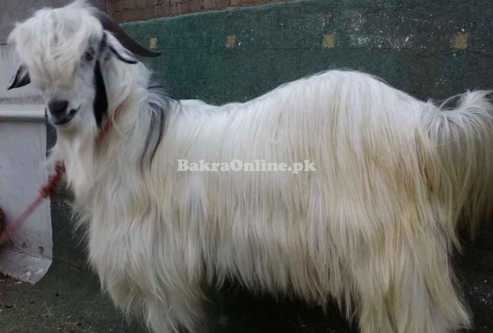 Angro Bakra Medium Size For Sale in Rawalpindi