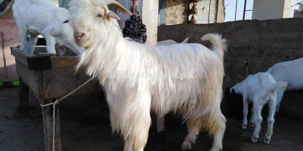 Beautiful Pahri Angora Bakra for Sale in Islamabad