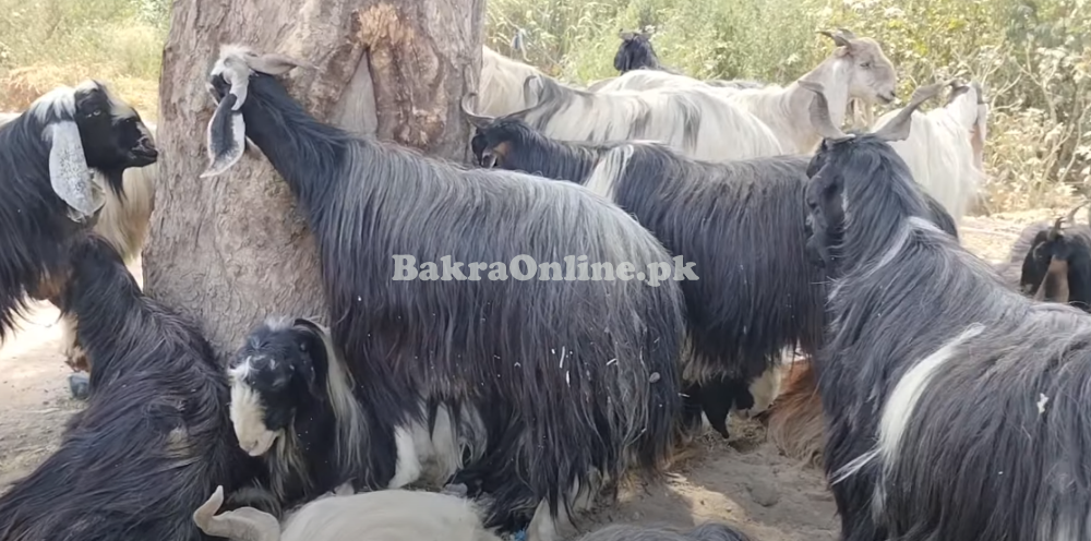 Beautiful Pahari Bakray in Black Colour For Qurbani