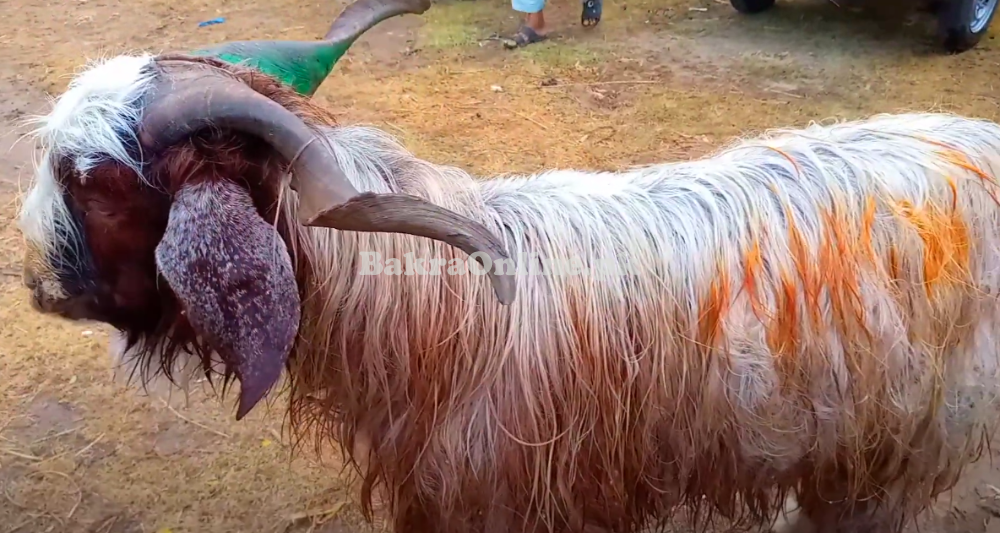 Pahari Kasmiri Angora Bakra for Qurbani