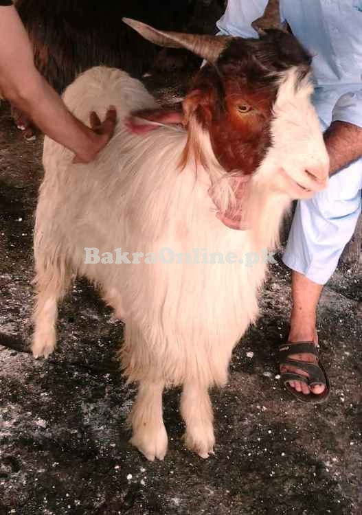 Beautiful Baltistani Bakra For Sale in Islamabad