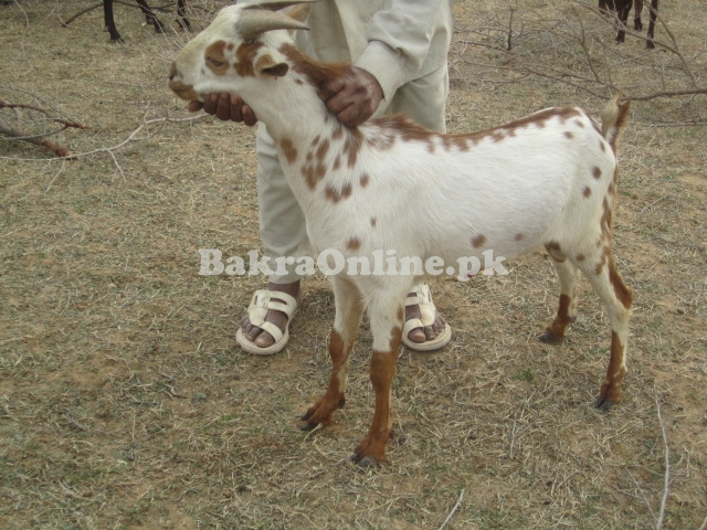 Babri Bakra For Sale in Rawalpindi