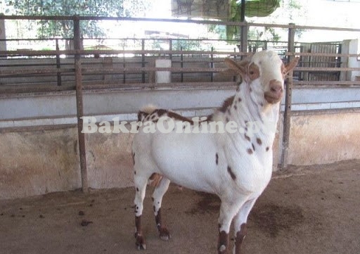 Beautiful Babari Bakra for Qurbani