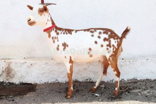 Barin Bakra for Sale