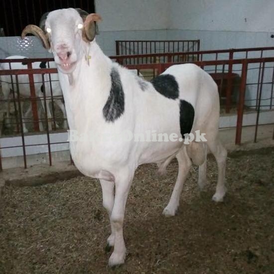 Beautiful Bari Goat for Sale in Islamabad