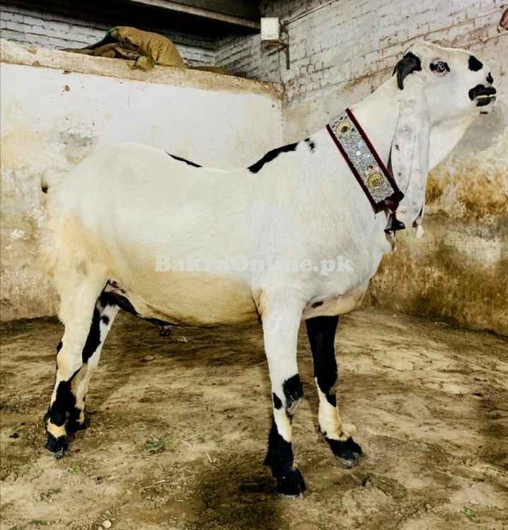 Bautiful Big Bari Bakra for Sale