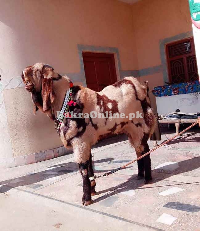 Premium Beetal Bakra For Sale in Islamabad