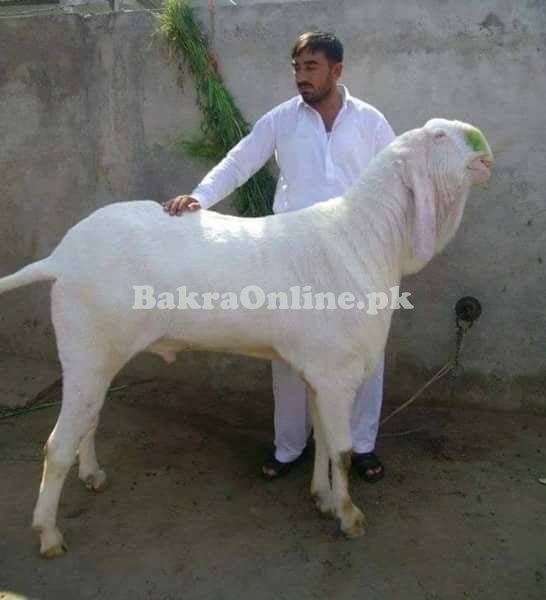 Beautiful White Beetal Bakra for Qurbani