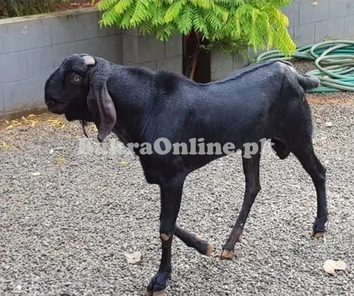 Normal Szie Beetal Bakra for Sale