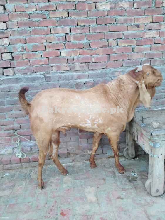 Beetal Bakra for Sale in Islamabad