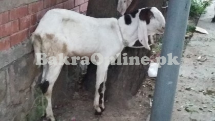 Beiari Goat for Sale in Rawalpindi