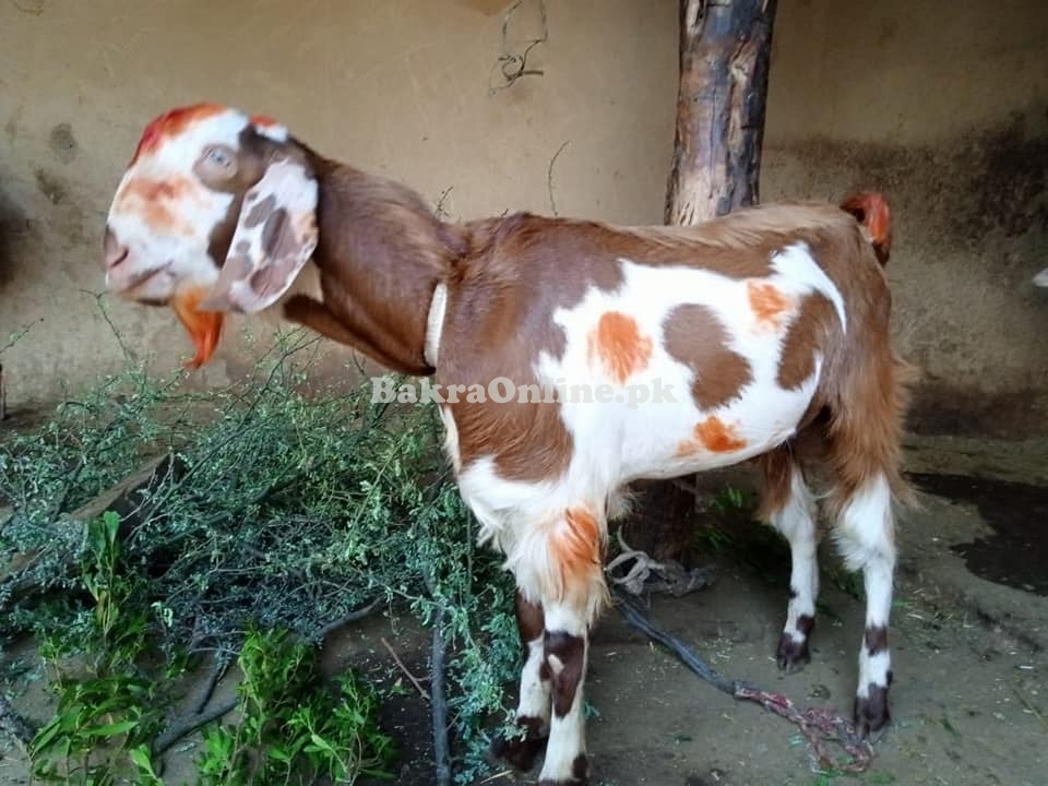 Beautiful Beiari Bakra for Sale