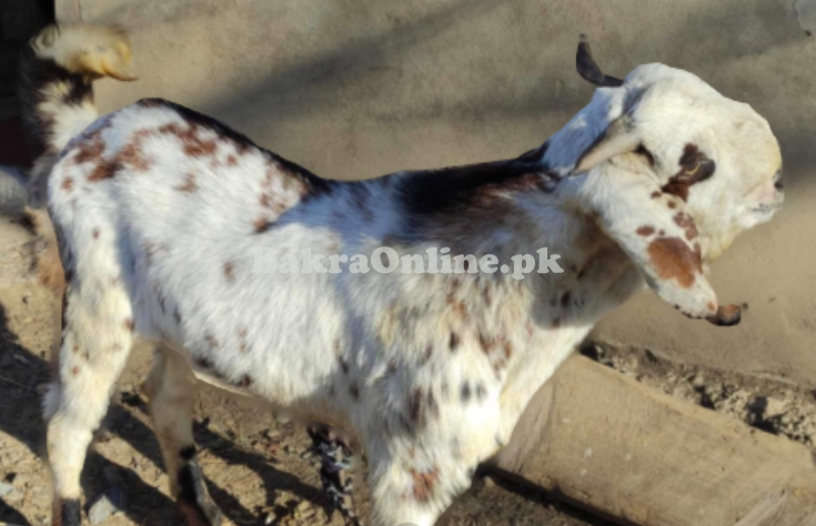 Normal Size Beiari Bakra for Sale