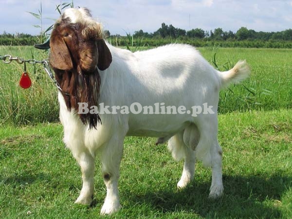 Beautiful Boer Bakra for Sale