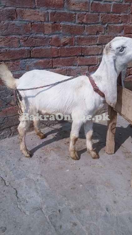 Beautiful Buchi Bakra for Sale