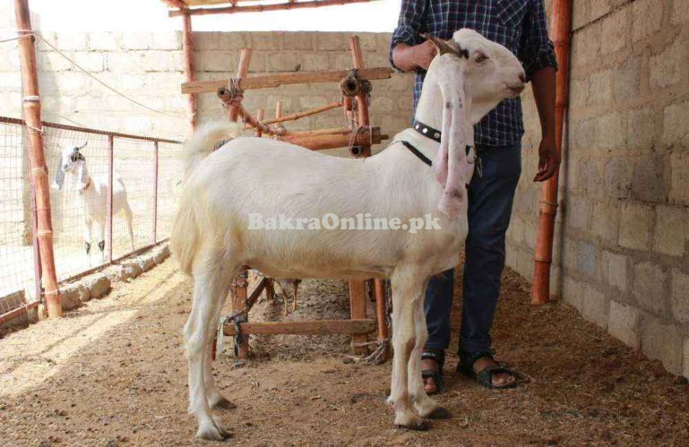 Beautiful Bugi Toori Bakra for Sale