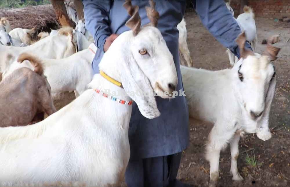 Medium Size Bugi Toori Bakra for Sale