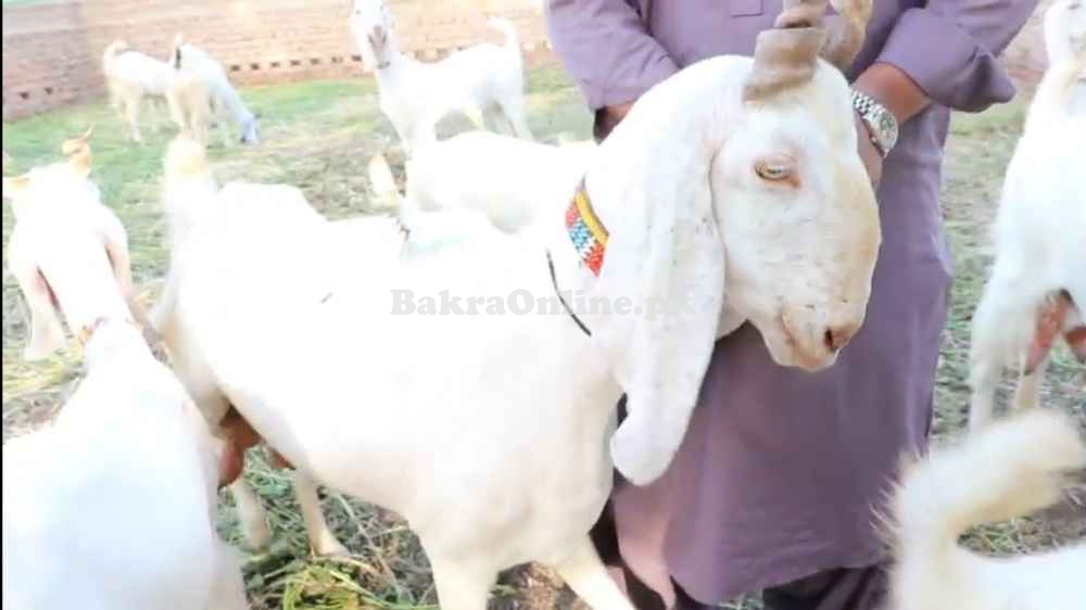 White Bugi Toori Bakra for Sale