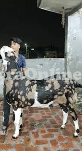 Beautiful Bujri Bakra for Sale in Islamabad