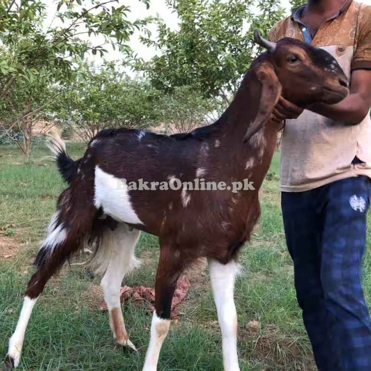 Beautiful Chappar  Bakra for Sale