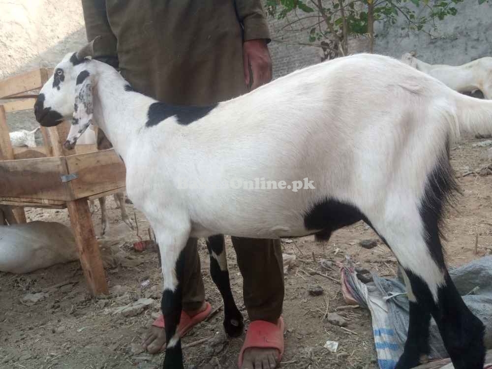 Goats sales for Eid UL adha qurbani