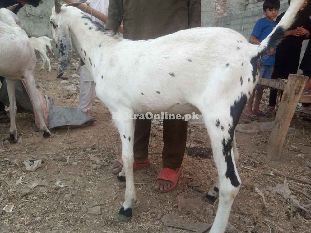 Goats sales for Eid UL adha qurbani