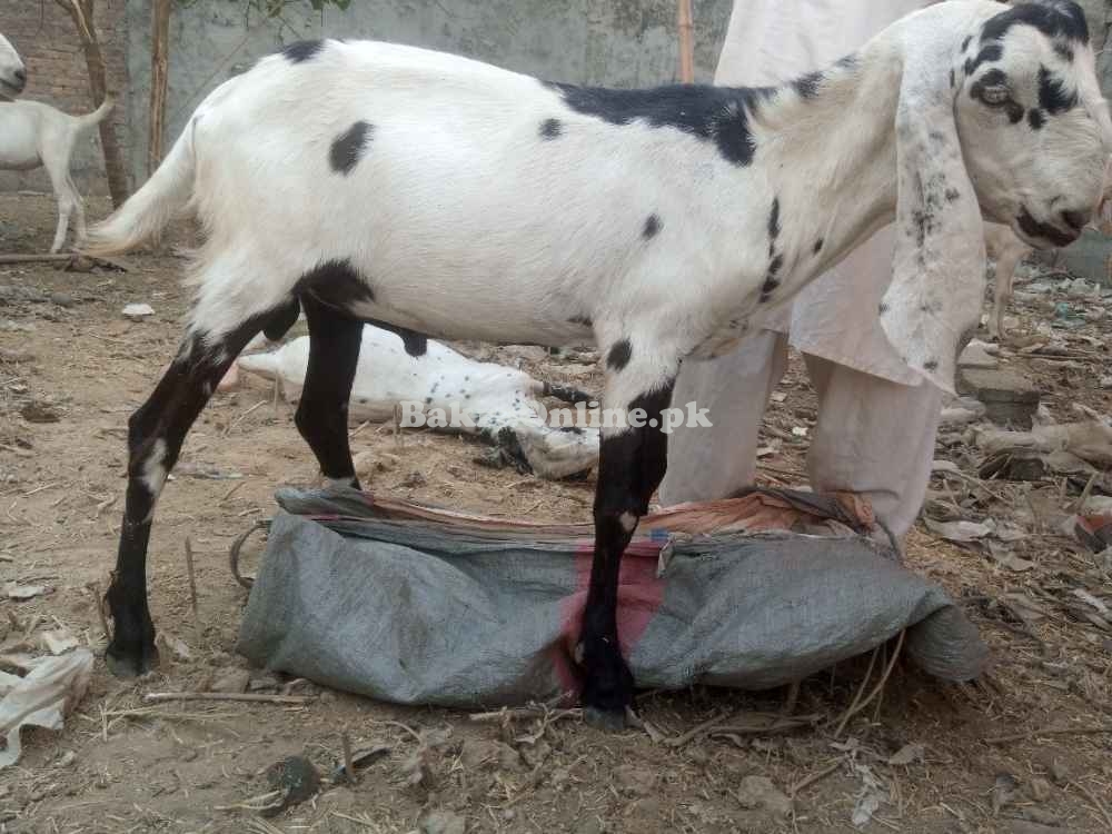 Goats sales for Eid UL adha qurbani