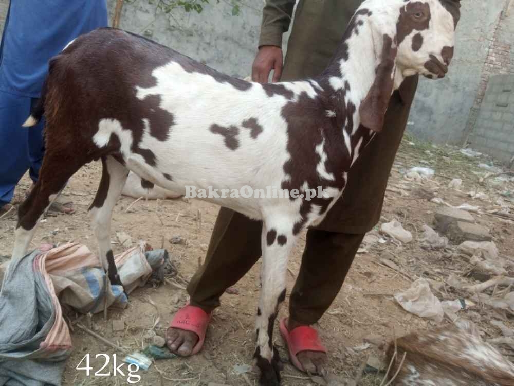 Goats sales for Eid UL adha qurbani