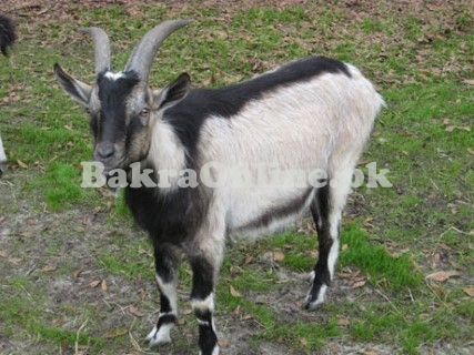 Chappar Bakra for Sale in Rawalpindi