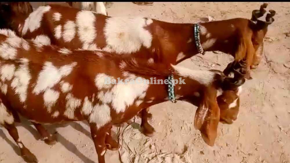 Best Bakra for Sale in Islamabad