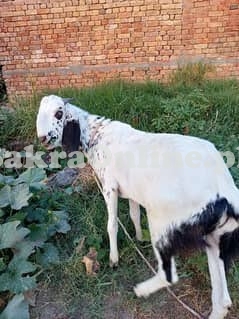 Normal Bakra for Qurbani